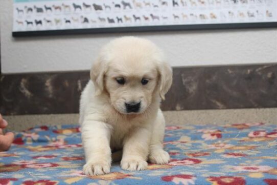 [#251793-02] English Cream F Golden Retriever Puppies For Adoption