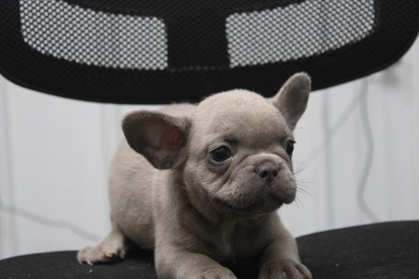 Ziggy Image #1