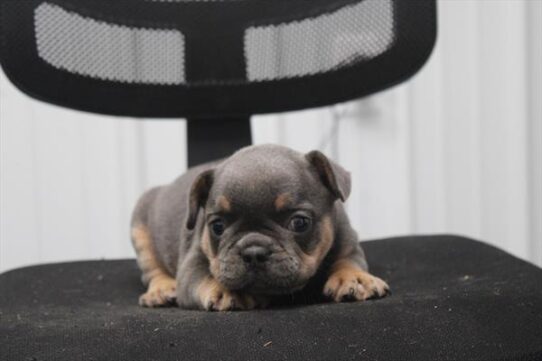 [#251667-01] Blue / Tan M French Bulldog Puppies For Adoption