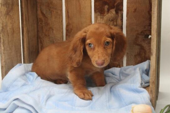 [#252009-01] Chocolate / Tan M Dachshund Puppies For Adoption