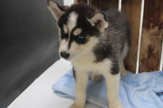 [#251881-03] Black / White M Siberian Husky Puppies For Adoption