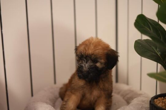 [#251755-02] Wheaten M Soft Coated Wheaten Terrier Puppies For Adoption