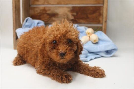 [#251570-05] Red F Poodle Puppies For Adoption