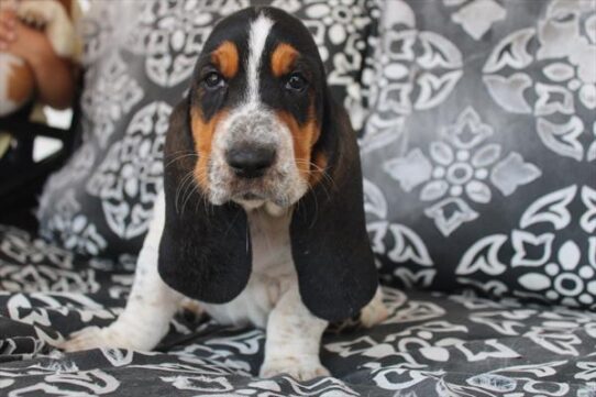 [#251843-05] Tri-Colored F Basset Hound Puppies For Adoption
