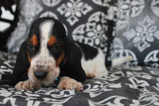 [#251844-07] Tri-Colored F Basset Hound Puppies For Adoption