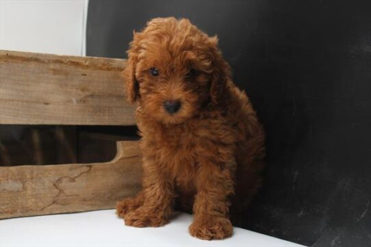 [#251573-02] Red M Poodle Mini Puppies For Adoption