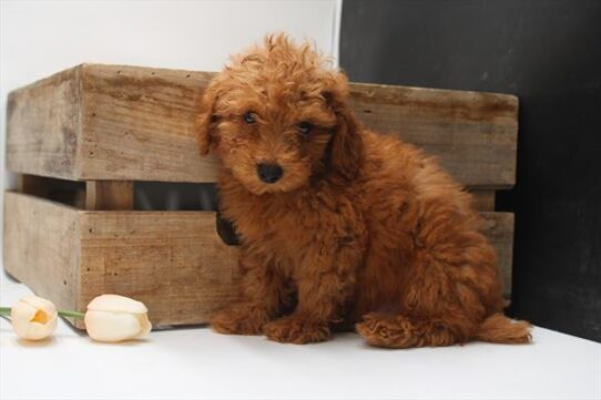 [#251573-04] Red M Poodle Mini Puppies For Adoption