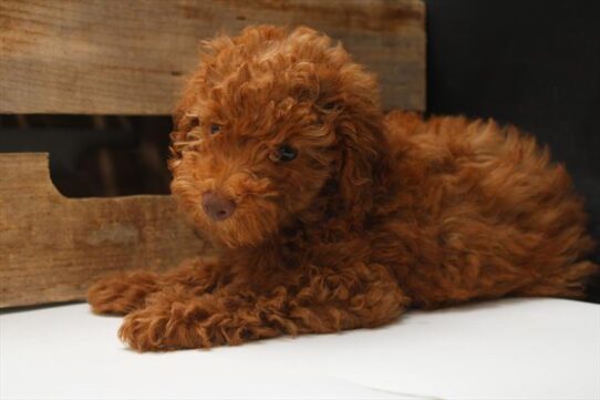 [#251573-01] Red M Poodle Mini Puppies For Adoption