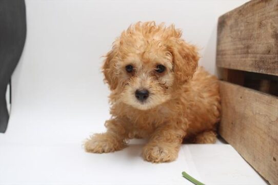 [#251600-03] Apricot M Poodle Mini Puppies For Adoption