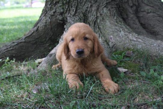 [#251818-01] Golden M Golden Retriever Puppies For Adoption