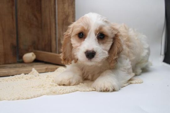 [#251782-02] Blenheim M Cavachon Puppies For Adoption