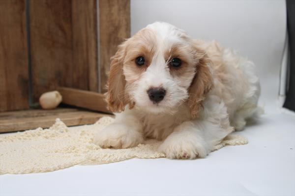 Archie Image #1