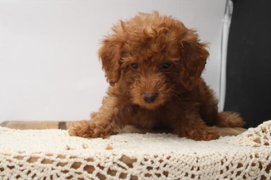[#251879-03] Red M Goldendoodle Puppies For Adoption