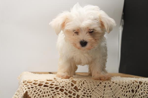 Wilbur Image #1