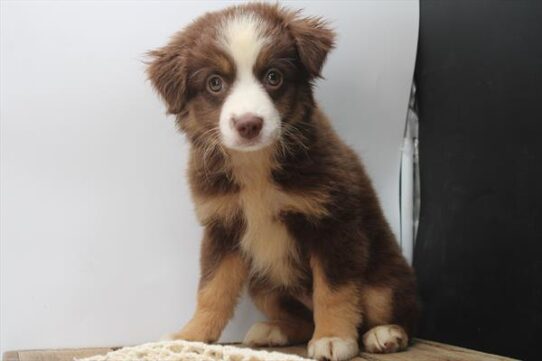 [#251698-05] Red Tan / White F Miniature Australian Shepherd Puppies For Adoption
