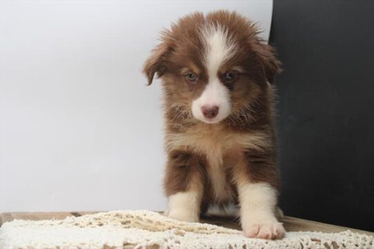 [#251866-01] Red Tan / White M Miniature Australian Shepherd Puppies For Adoption
