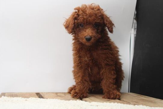 [#251997-01] Red M Poodle Mini Puppies For Adoption