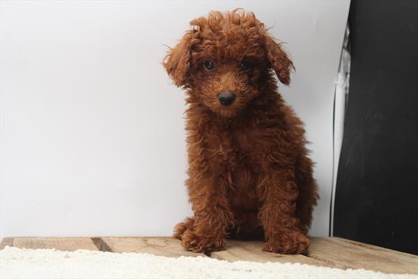 Bosco Image #1