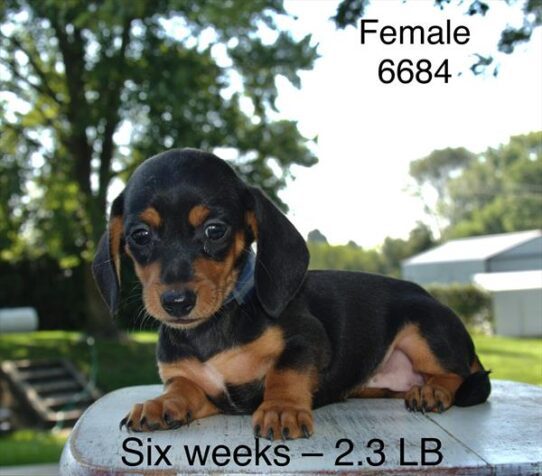 [#25548-01] Black / Tan F Dachshund Puppies For Adoption
