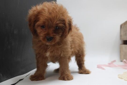 [#251823-01] Red M Cavapoo Puppies For Adoption