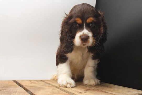 [#251947-02] Chocolate / White M Cocker Spaniel Puppies For Adoption