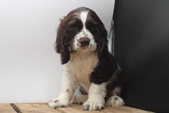[#251947-03] Chocolate / White F Cocker Spaniel Puppies For Adoption