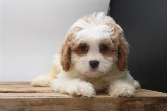 [#251823-05] Blenheim M Cavapoo Puppies For Adoption