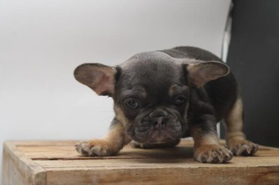 [#251876-01] Blue / Tan M French Bulldog Puppies For Adoption