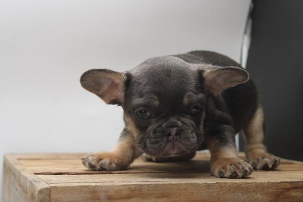 Mugsy Image #1