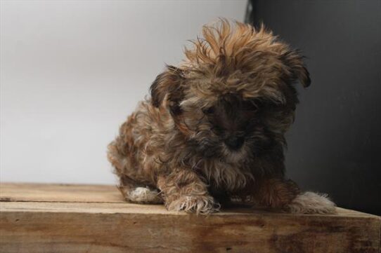 [#251771-05] Dark Sable F Havanese Puppies For Adoption