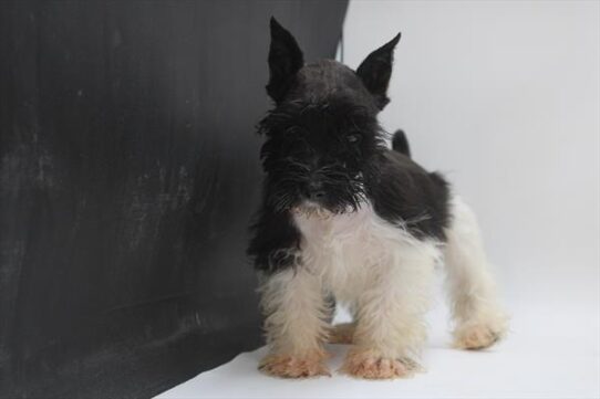 [#251884-01] Black / White M Miniature Schnauzer Puppies For Adoption