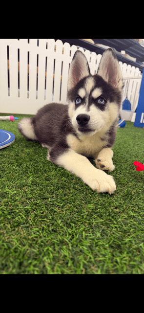 [#251881-03] Black / White M Siberian Husky Puppies For Adoption