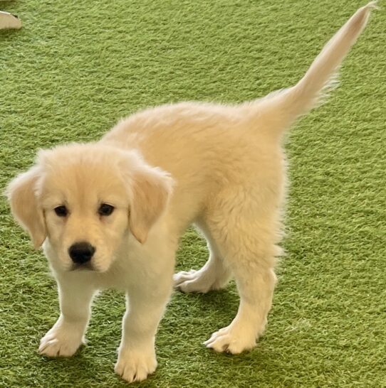 [#251793-02] English Cream F Golden Retriever Puppies For Adoption