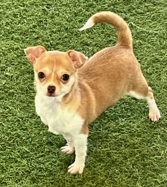 [#251055-01] Red Fawn F Chihuahua Puppies For Adoption