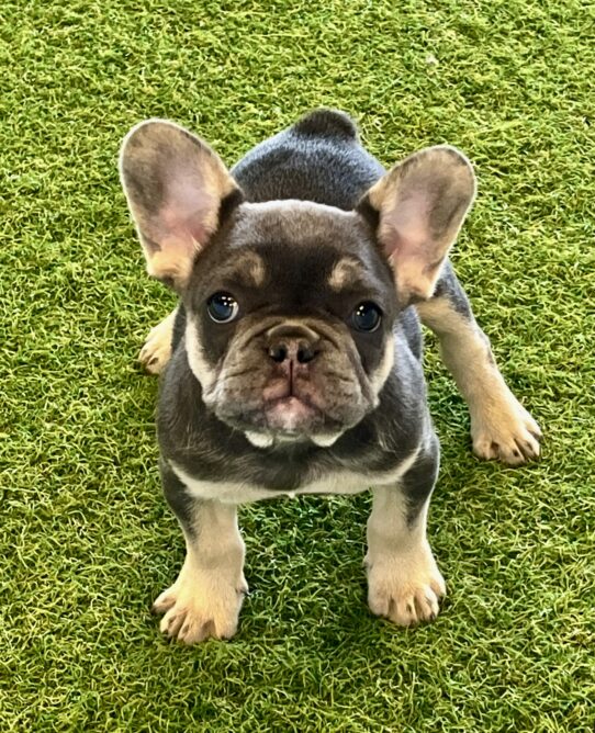 [#251876-01] Blue / Tan M French Bulldog Puppies For Adoption