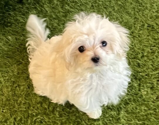 [#251650-01] White M Maltese Puppies For Adoption