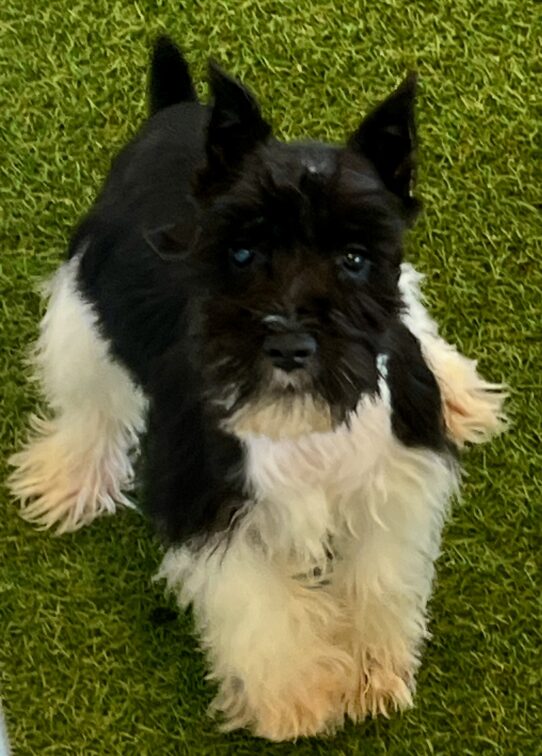 [#251884-01] Black / White M Miniature Schnauzer Puppies For Adoption