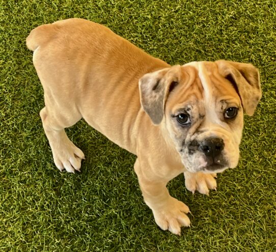 [#251886-01] Lilac Merle M Victorian Bulldog Puppies For Adoption