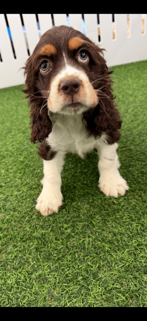 [#251947-02] Chocolate / White M Cocker Spaniel Puppies For Adoption
