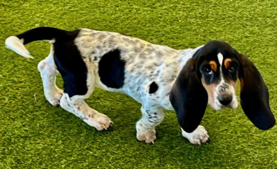 [#251843-05] Tri-Colored F Basset Hound Puppies For Adoption