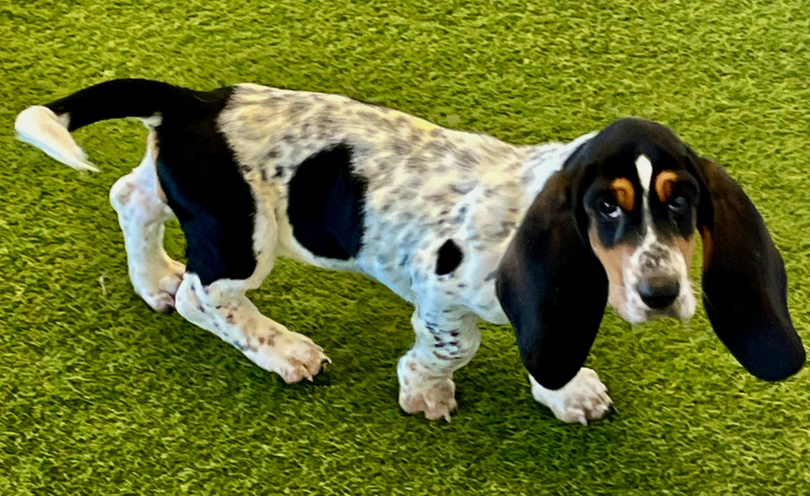 Darla Image #1
