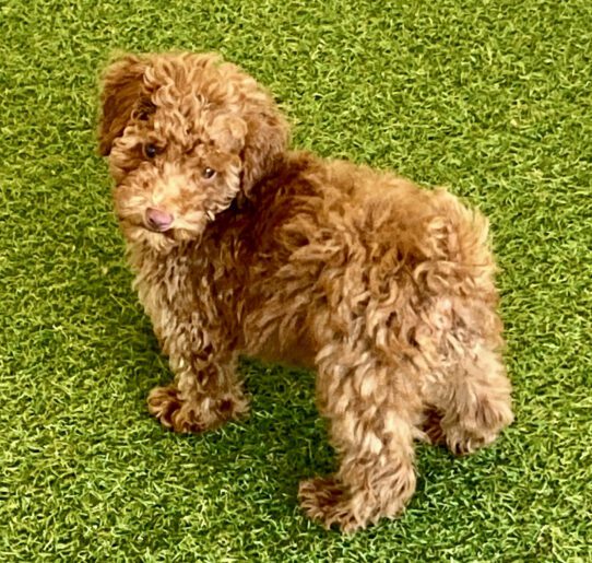 [#251573-01] Red M Poodle Mini Puppies For Adoption
