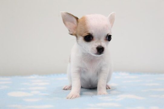 [#251057-03] White / Red Sable F Chihuahua Puppies For Adoption