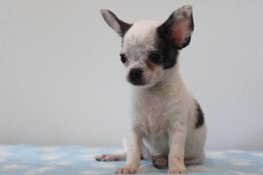 [#251318-05] White / Brindle F Chihuahua Puppies For Adoption