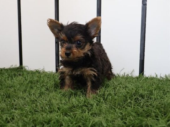 [#251750-03] Black / Tan M Yorkshire Terrier Puppies For Adoption