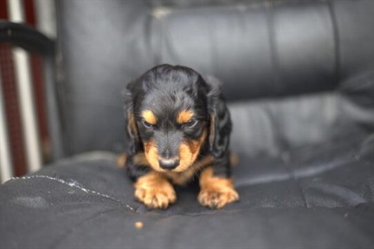 [#251680-02] Black / Tan M Dachshund Puppies For Adoption
