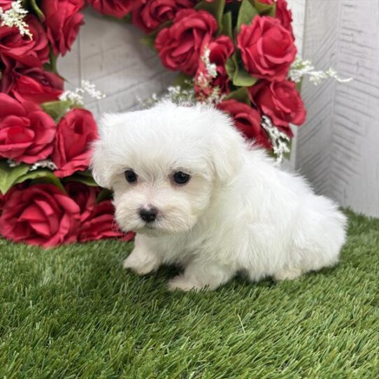 [#251691-06] White F Maltese Puppies For Adoption