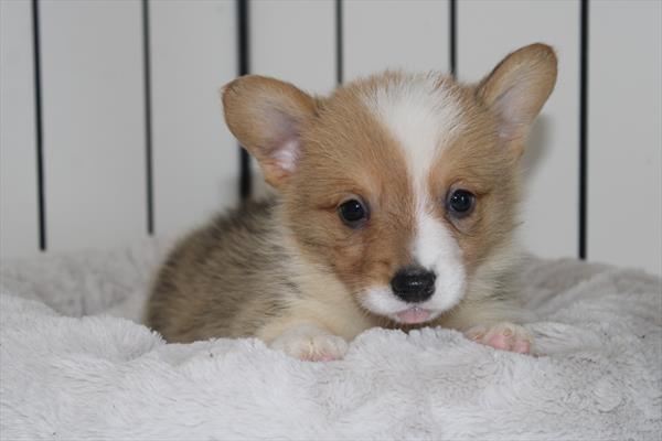 Buster Image #1