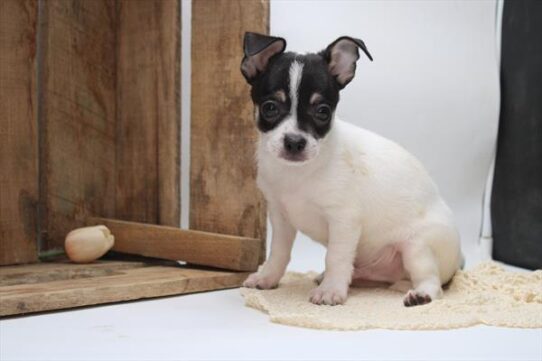 [#251753-02] Black White / Tan M Chihuahua Puppies For Adoption