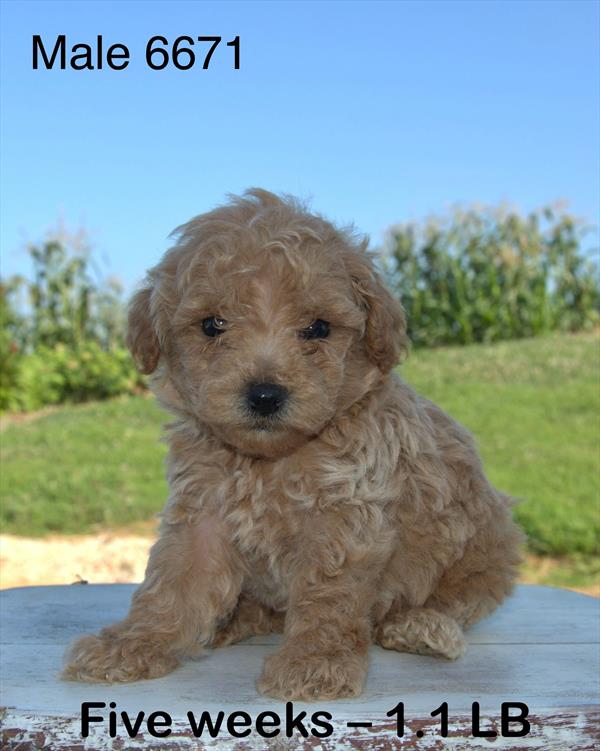 Peanut Image #1
